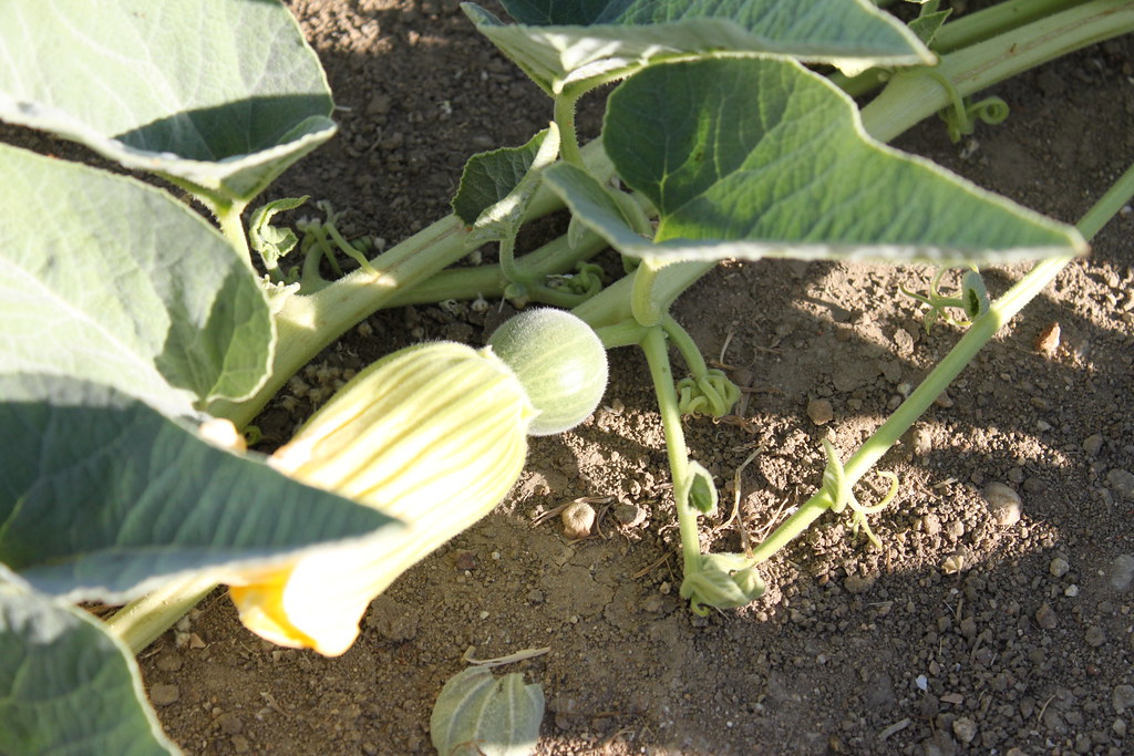 Coyote Gourd (July 13, 2009) Flower turning into fruit on … Flickr