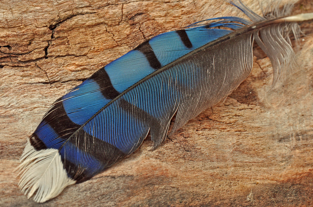 Blue Jay Feather Feather found outside, gift from a jay Mary Marty