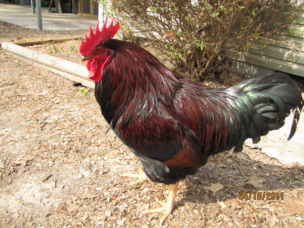 Partridge Rock Rooster Sols_Poultry Flickr