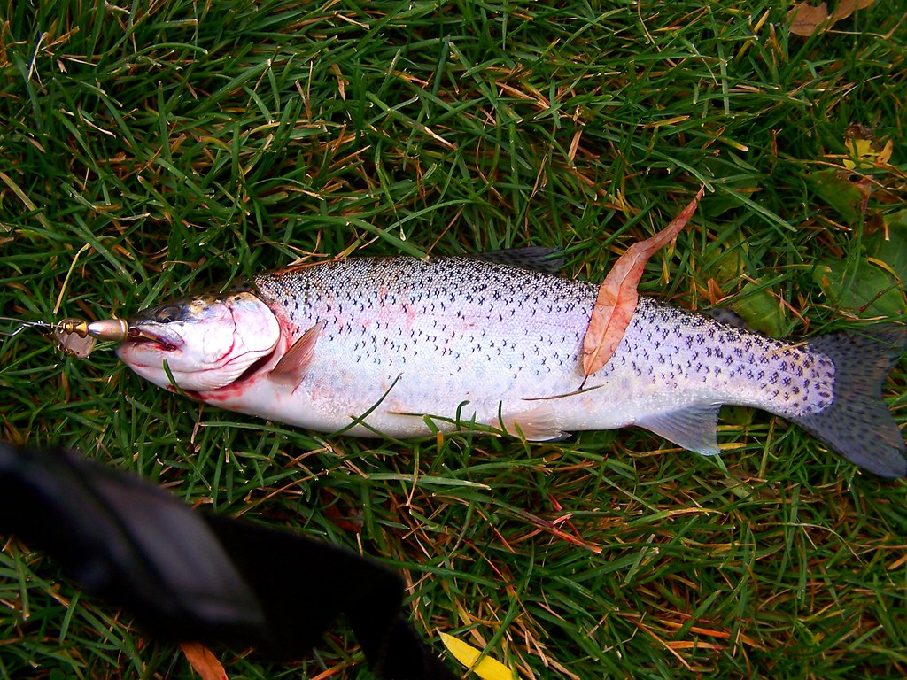 RAINBOW TROUT An 11"inch Rainbow Trout I caught from City … Flickr