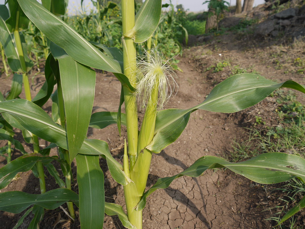 Maka (Marathi मका) Poaceae (formerly and, also known as G… Flickr
