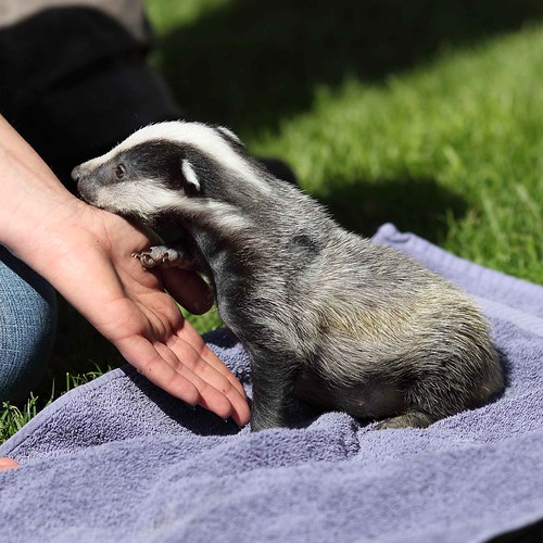 Baby badger Much earlier on this year I paid a visit to th… Flickr