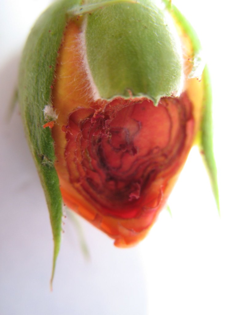 rose bud damage marianwil61 Flickr