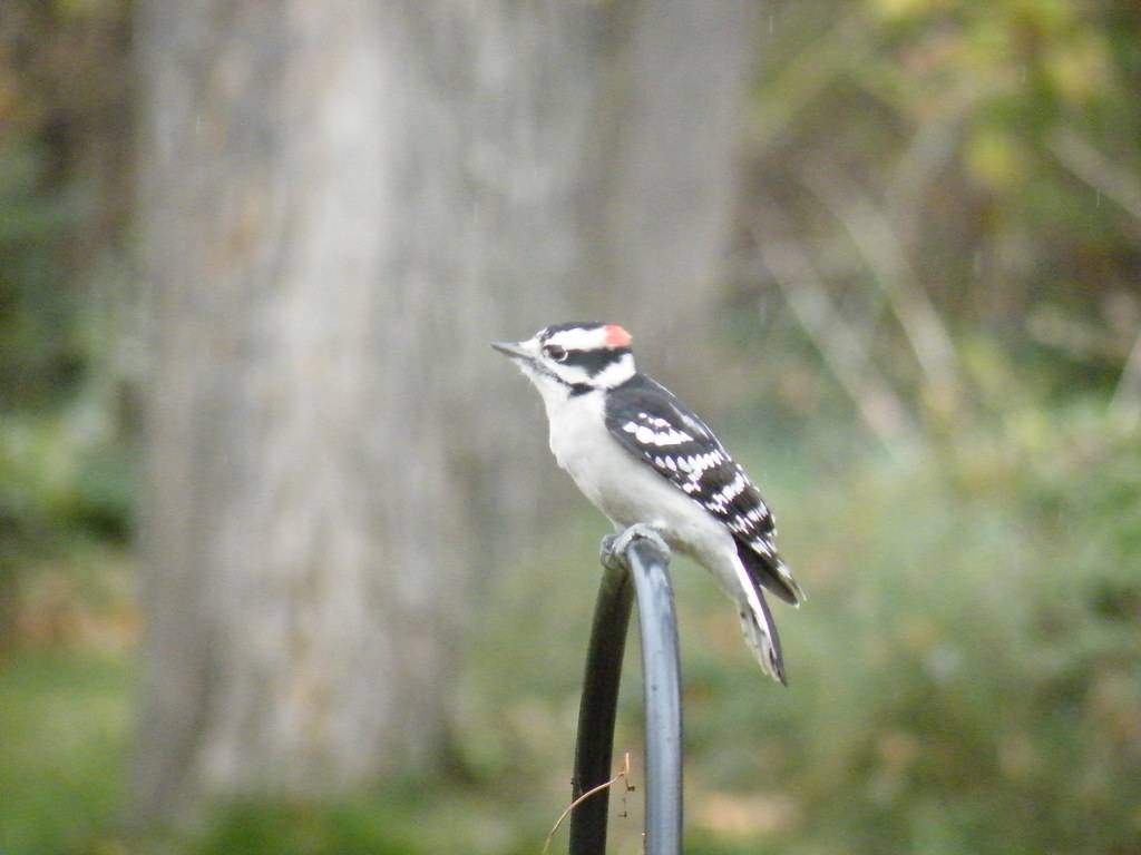 a little bird with a red spot on his head a little bird wi… Flickr