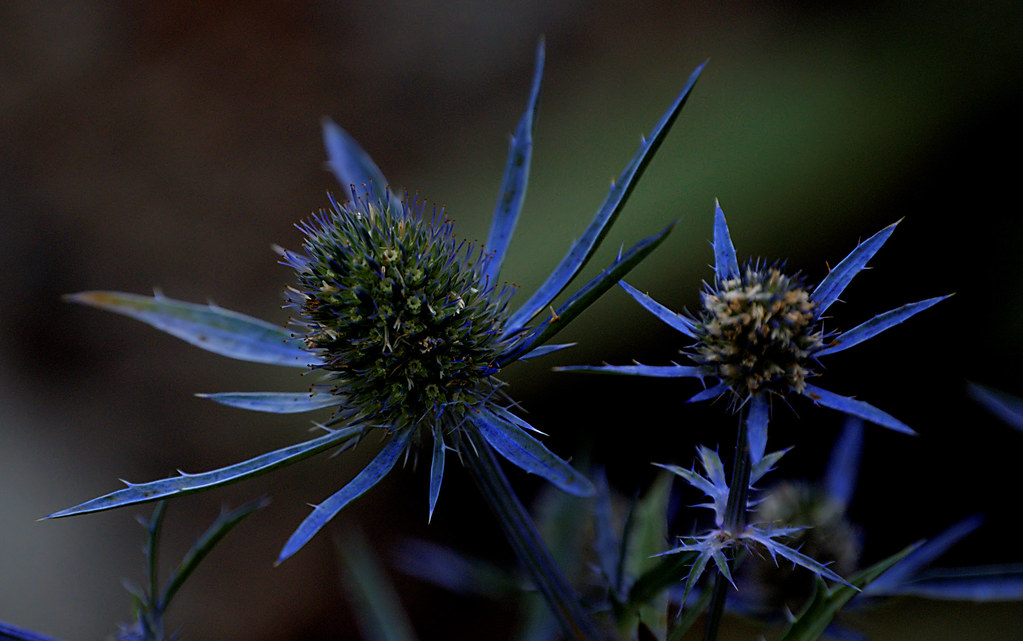 Eryngium amethystinum Amethyst Sea Holly, Sapphire blue Flickr