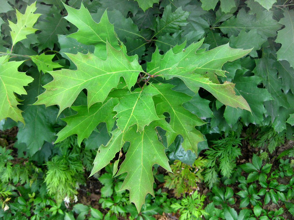 Quercus velutina Black Oak leaves Virens (Latin for greening) Flickr