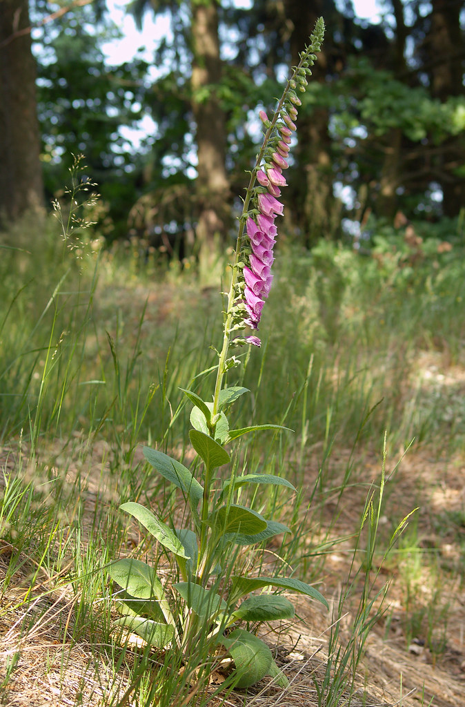 Digitalis purpurea Roter Fingerhut (Digitalis purpurea
