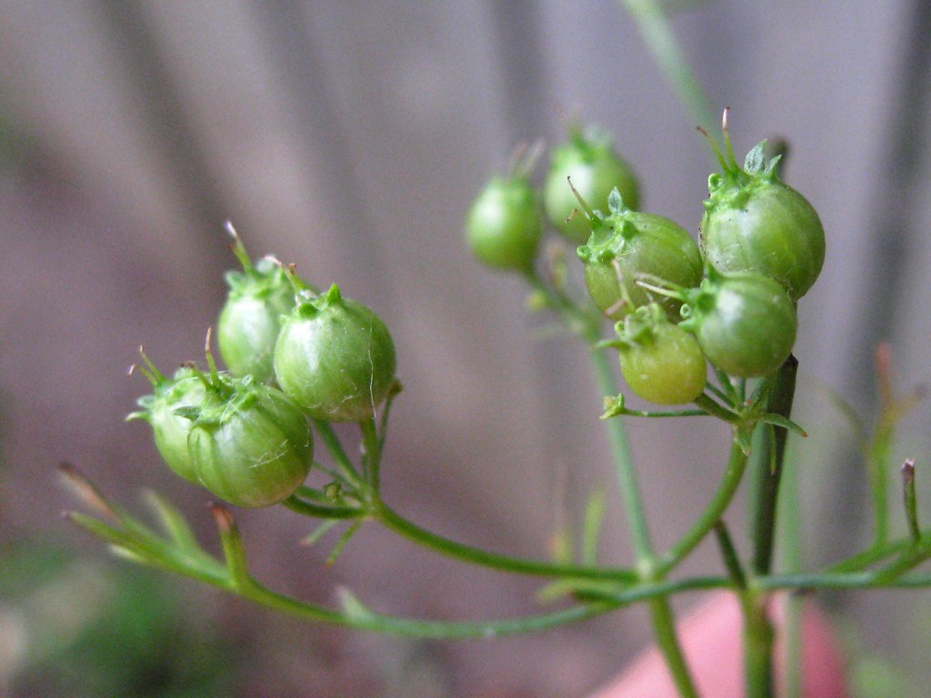coriander cilantro bolts really quickly in the heat. the u… Flickr