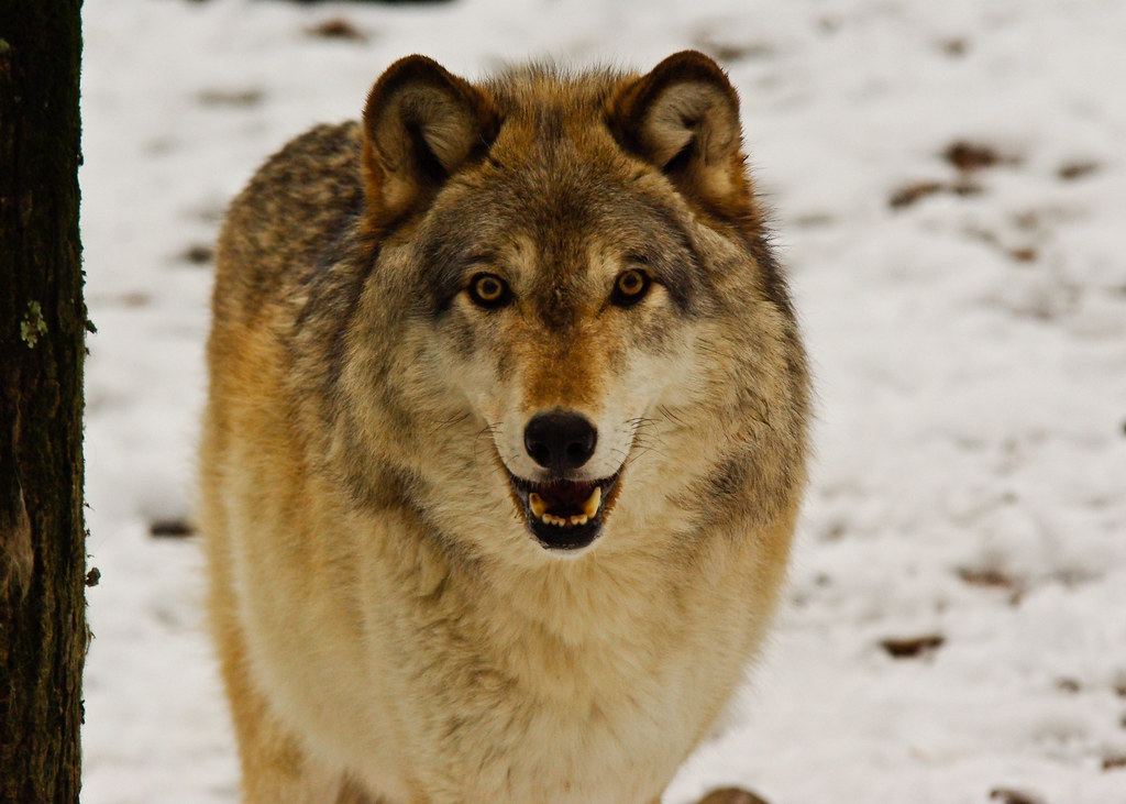Wolf Lakota Wolf Preserve Columbia, NJ USA www.lakotawolf.… Flickr