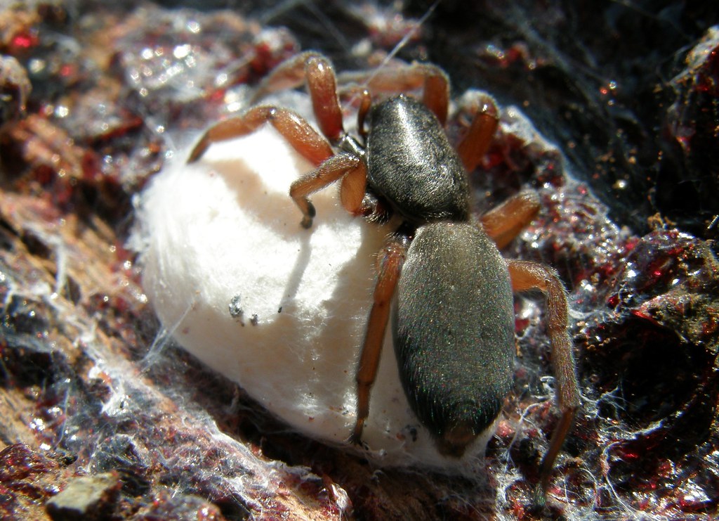 Whitetail Spider with her egg sac Whitetail Spider with … Flickr