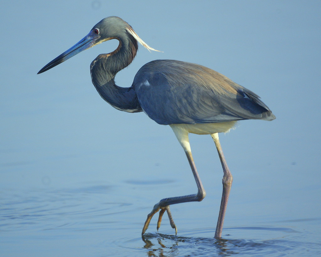 Garza pechiblanca [Tricolored Heron] (Egretta tricolor ruf… Flickr