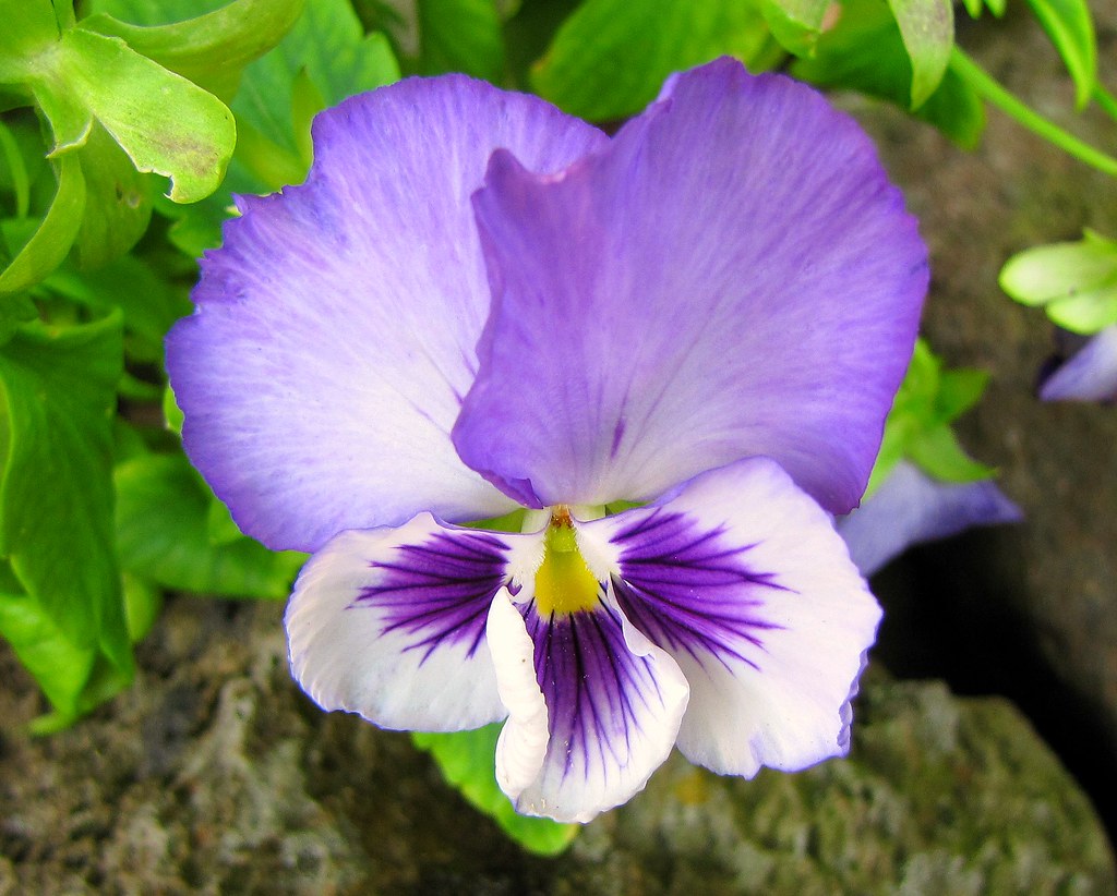 twotone garden pansy Our flower pots in the back yard con… Flickr