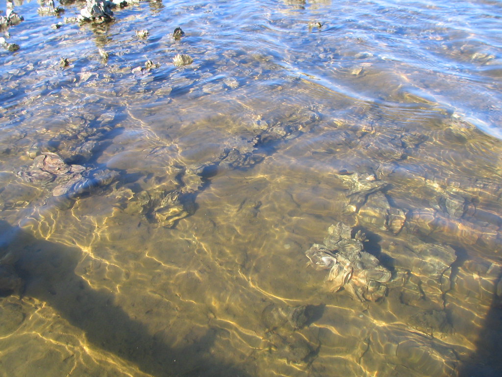 Live oysters in the water. Some clumps of oysters. Flickr