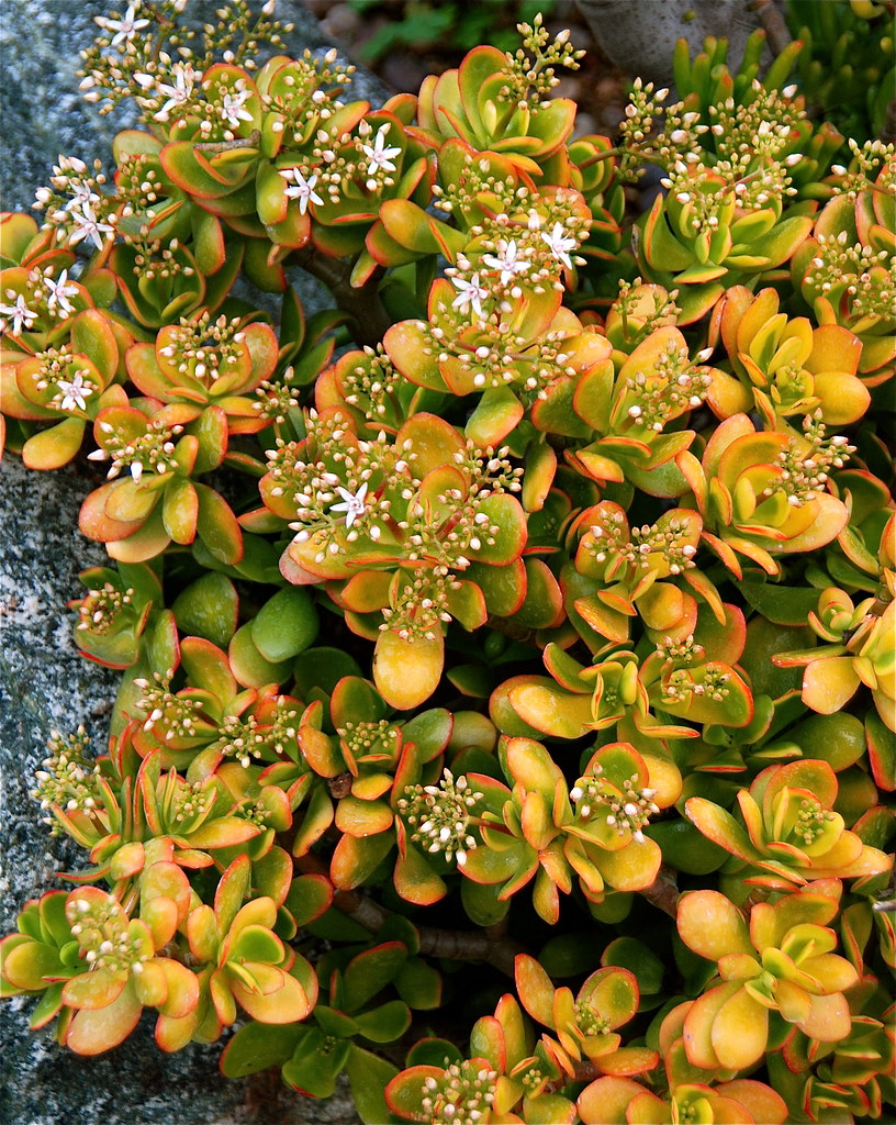 Crassula ovata 'Hummel's Sunset Jade' DSC_1335 Photograph,… Flickr