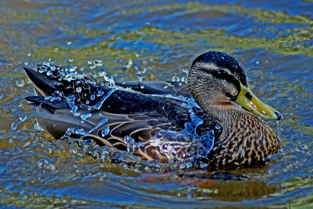 Water off a ducks back I had heard the saying 'like wate… Flickr