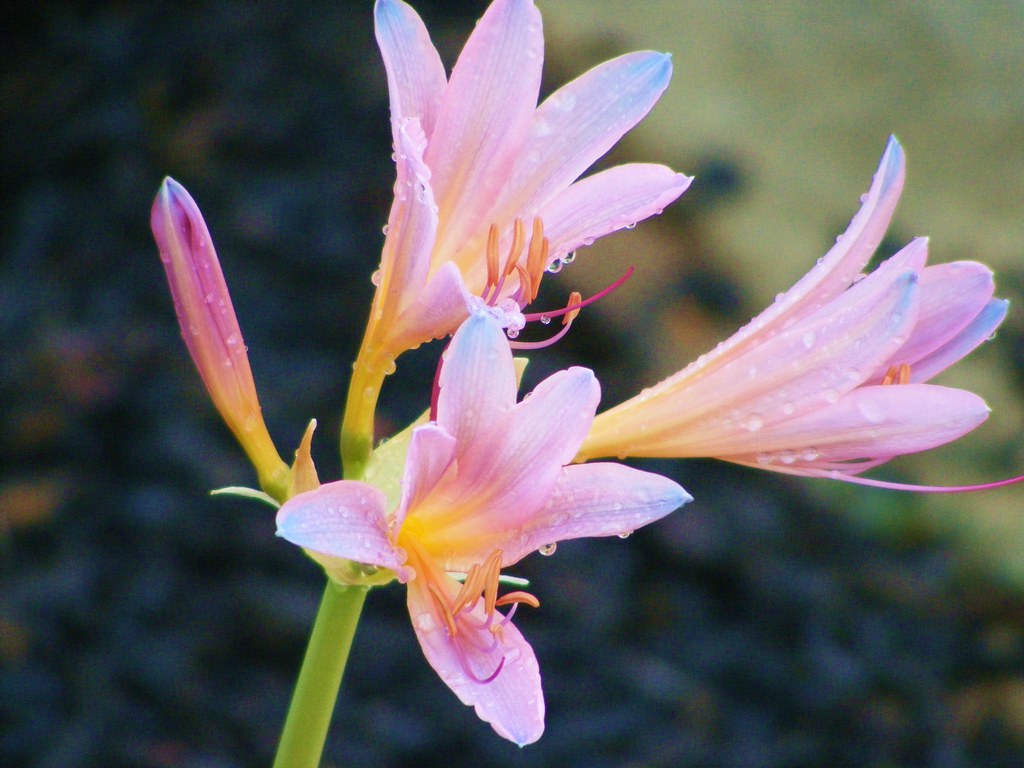 72809 Pink lilies Some type of lilies that spring up i… Flickr