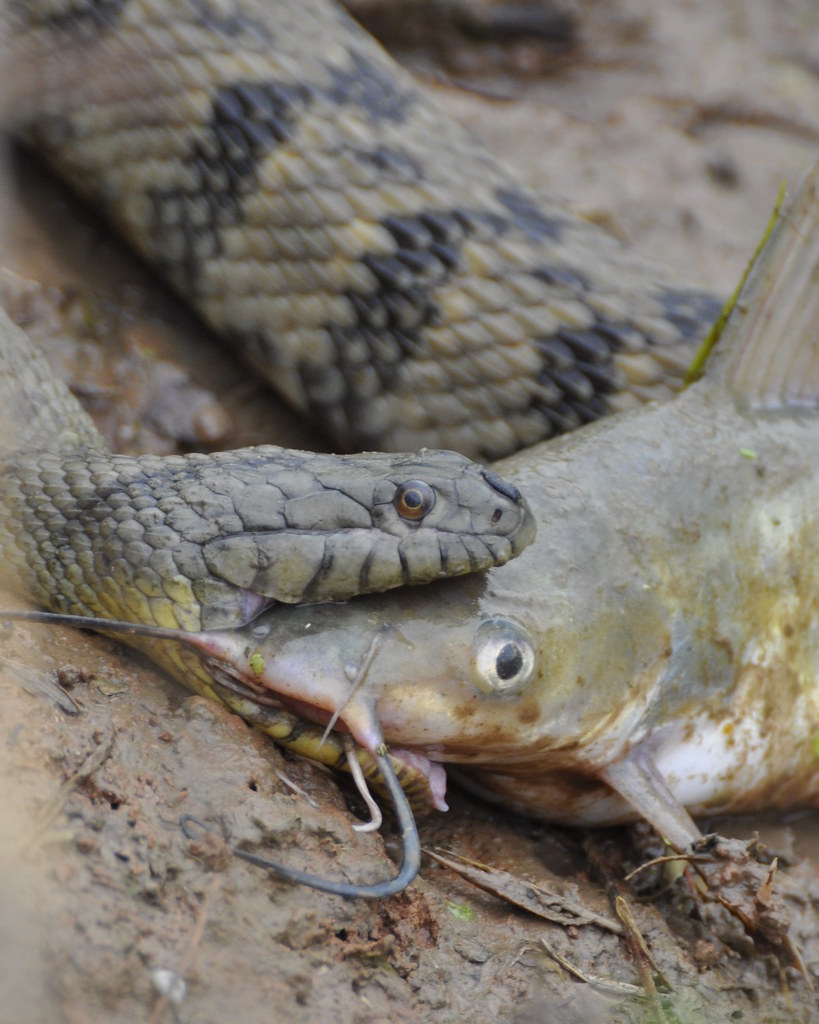 Diamondbacked Water Snake Eating Catfish Photo 11 in a se… Flickr
