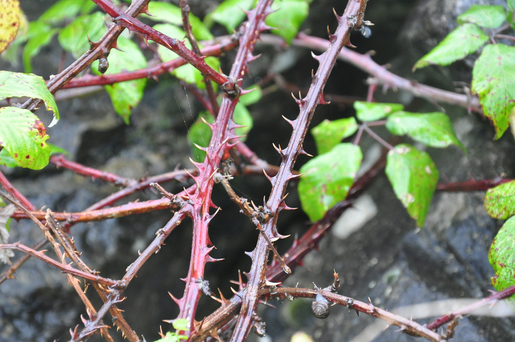 thorny close up of the thorns from wild blackberry bushes … Flickr