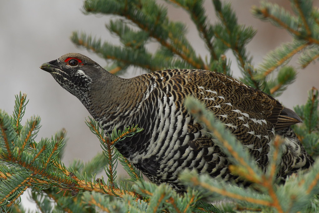 2623 Spruce Grouse spruce grouse eating pine needles up… Flickr