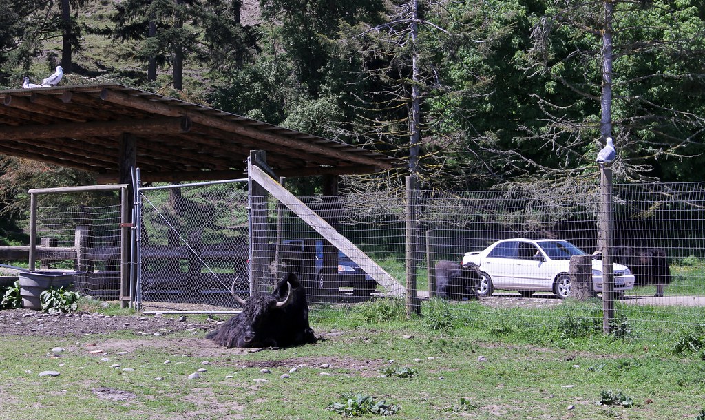 At the Olympic Game Farm in Sequim WA At the Olympic Game … Flickr