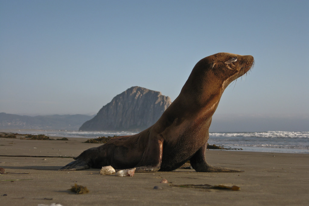 3 of 5 Distressed Sea Lion Pup Morro Strand 3 of 5 This Di… Flickr