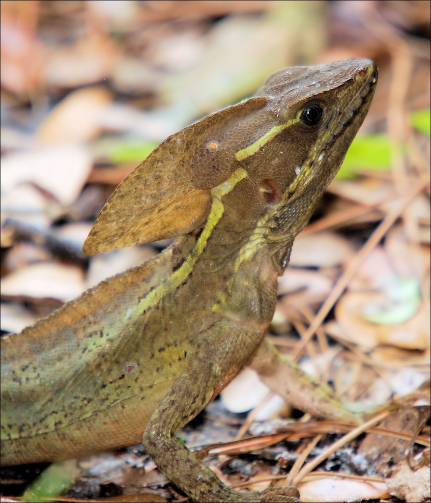 Green Basilisk Lizard On Saturday, June 27, 2009, thunders… Flickr