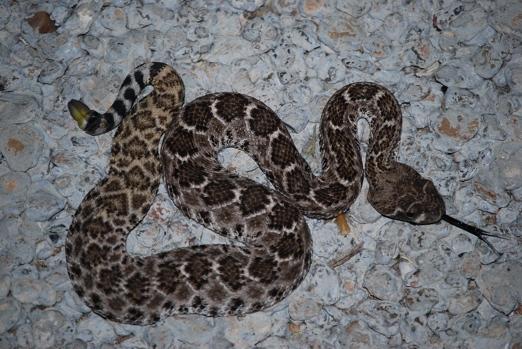 Baby western diamondback rattlesnake Daniel Hogenson Flickr