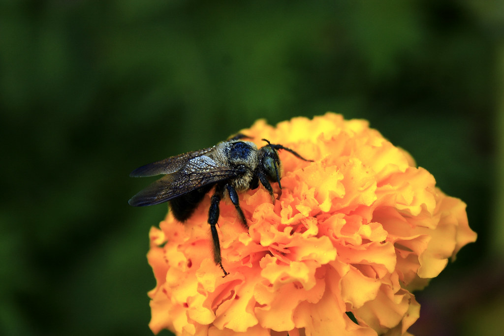 _MG_3767dew covered bumble bee sleeping on a flower Flickr