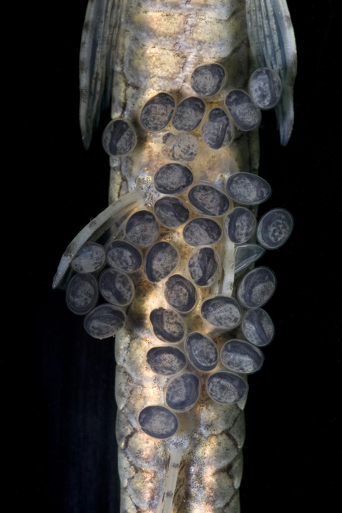 Twig Catfish Twig catfish eggs One of the Smithsonian’s Na… Flickr