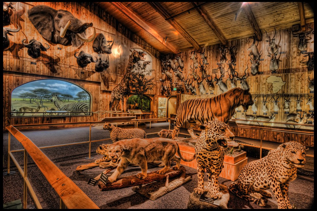 McElroy Gallery International Wildlife Museum (Tucson, A… Flickr