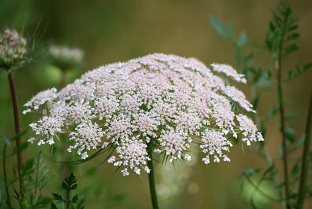 Wisconsin Wildflowers 11 Jan Crites Flickr