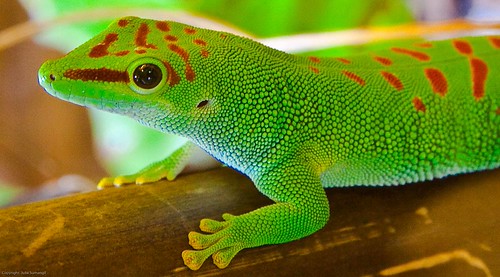 Madagascar Giant Day Gecko This lizard typically reaches a… Flickr