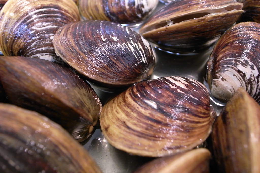 Cherrystone Clams Naotake Murayama Flickr