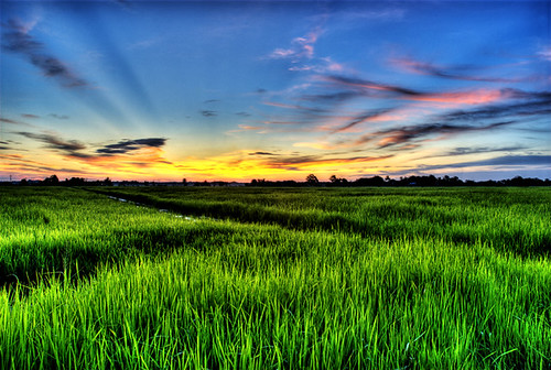 Sawah Padi Sunset Ver 1.2 Sunset in Sungai Kerawai