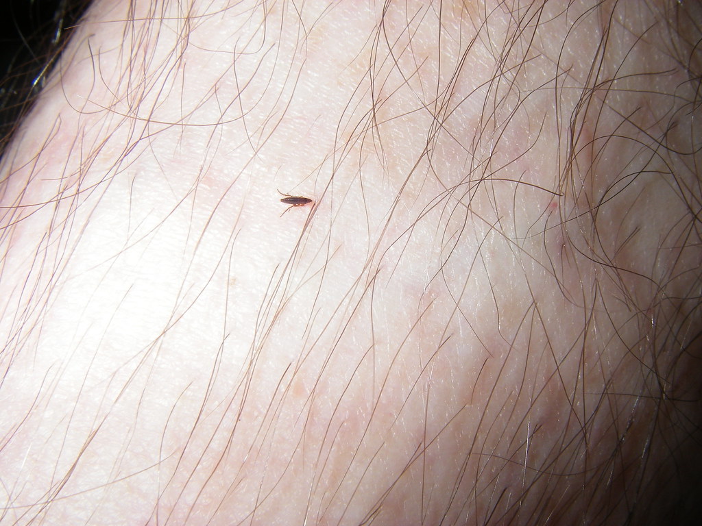 Bloodsucking Flea We've treated the cat, so now the