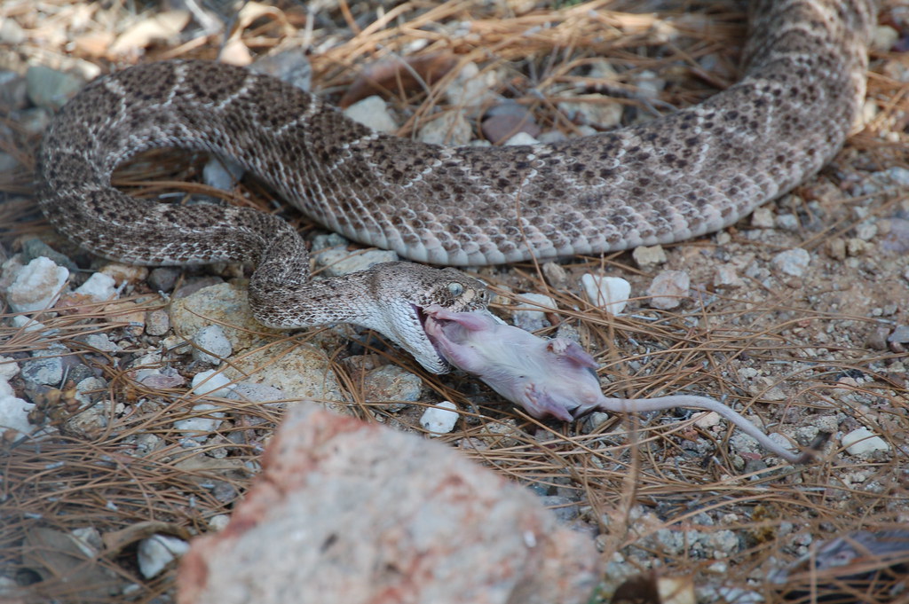 Western Diamondback Rattlesnake Eating a Kangaroo Rat.1 Flickr