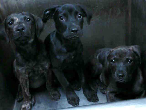 Dark Brindle Pit Bull Mix Puppies Nervous little dark