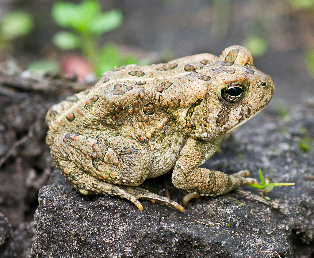 Fowler's Toad (Bufo fowleri) A young Fowler's Toad along