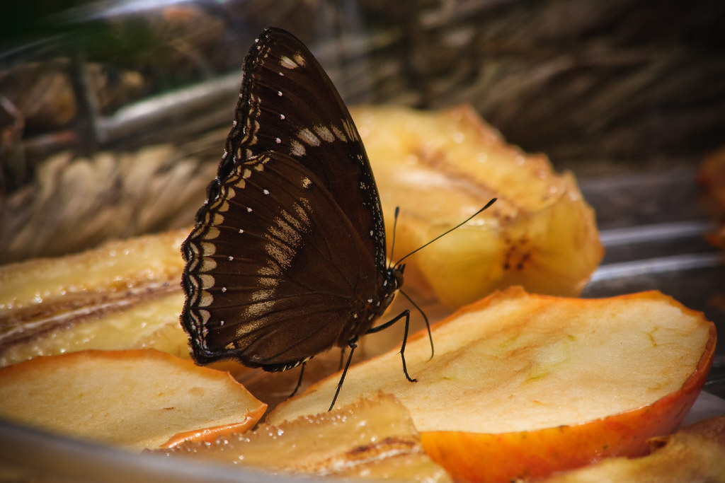 Butterfly Eating Fruit One of the denizens of Butterfly Wo… Flickr