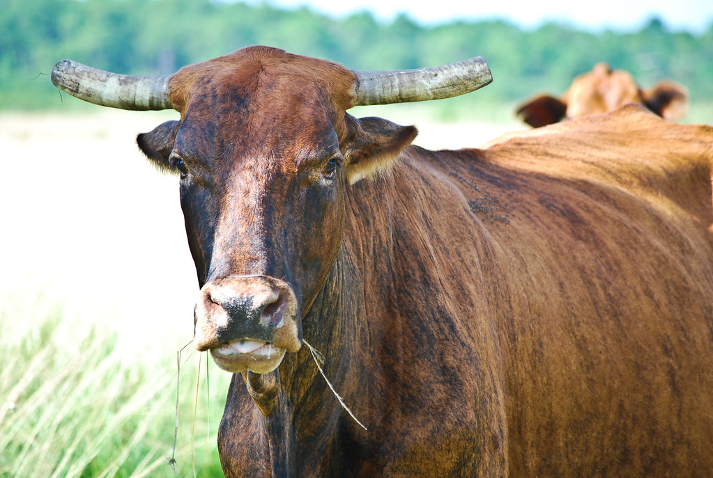 Cattle or Cow Cow, Cattle, Ox, Steer, Bull, Maverick, Mick… Flickr