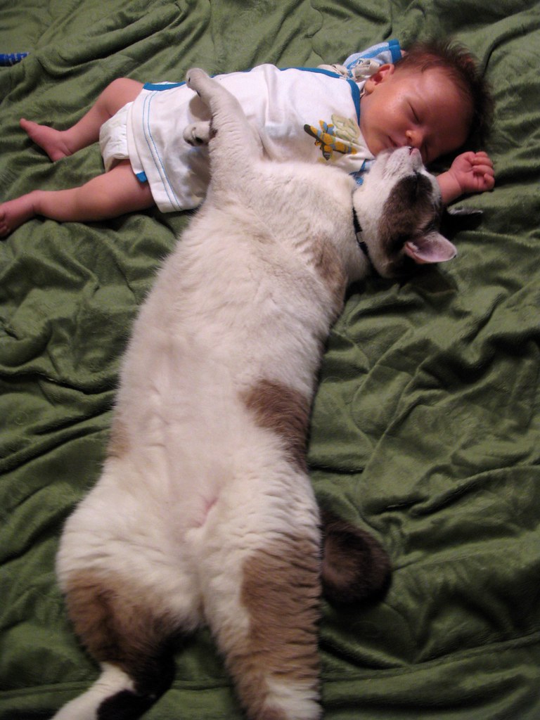 Kitty Cuddles Our cat is very good with kids and especiall… Flickr