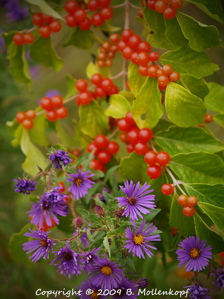 Purple Flowers & Red Berries Brian Mollenkopf Flickr