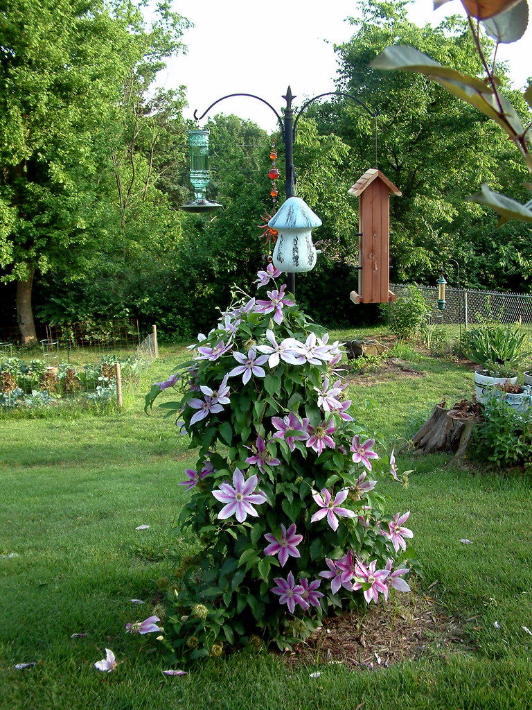 Kathy's Flowers and Garden 2011 10 Clematis Kathy has a g… Flickr