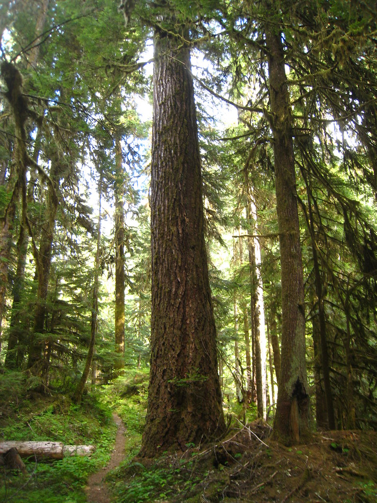 Western Hemlock Large Western Hemlock along North Fork Qui… Flickr
