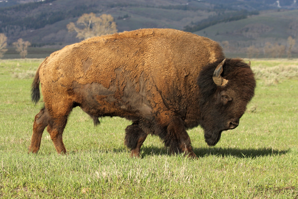 A Wild America Bison (Buffalo) A wild, America Bison (buff… Flickr