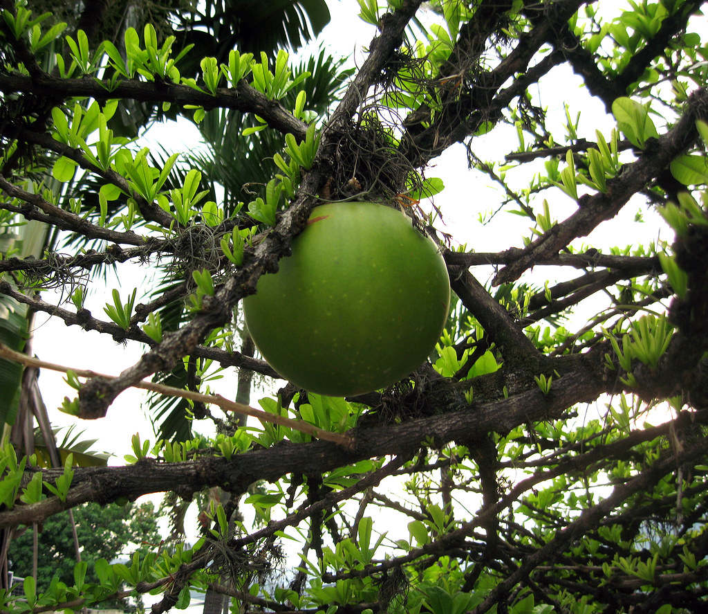Crescentia cujete (tentative) (fruit), Calabash tree, San … Flickr