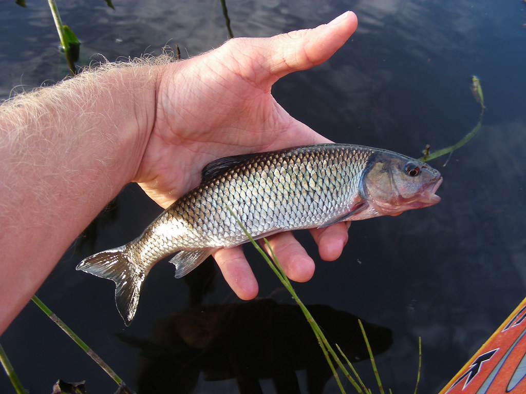 Fallfish one big minnow Olamon Stream Muddler Minnow (… Flickr