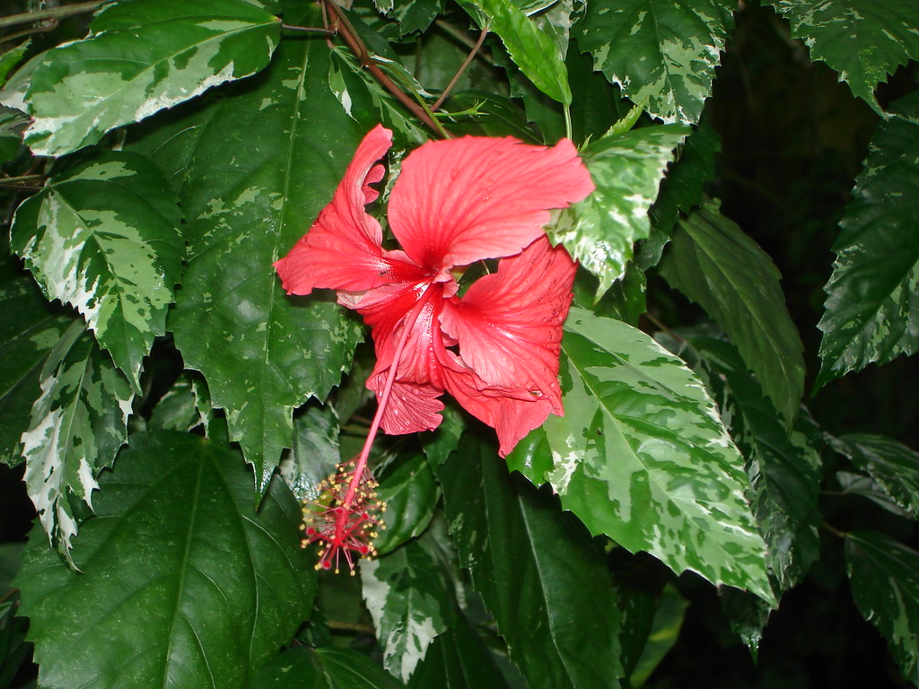 Variegated Hibiscus (Hibiscus rosasinensis 'Cooperi') Flickr