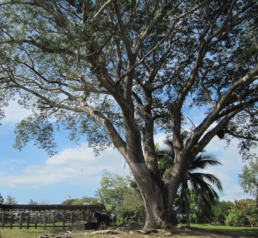 Guanacaste The Guanacaste tree. The national tree of Costa… Flickr