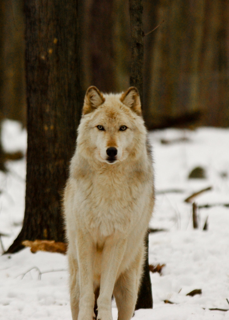 Arctic Wolf Lakota Wolf Preserve Columbia, NJ USA www.lako… Flickr